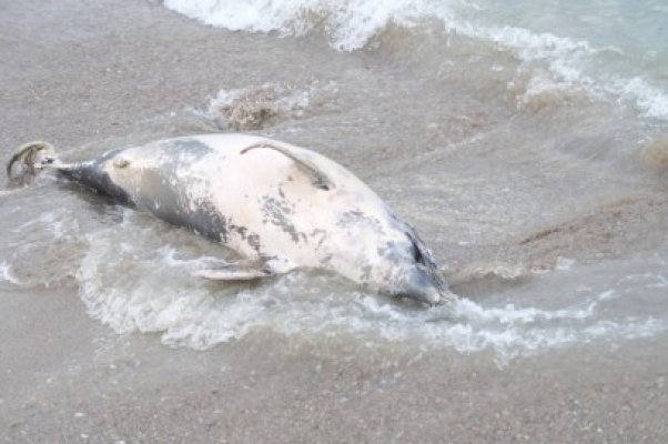 A fost găsit un delfin eşuat, pe plaja din spatele IPJ